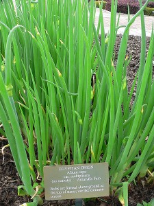 Ceapa de Egipt - Allium cepa var. multiplicans