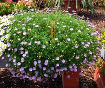 Brachycome iberidifolia
