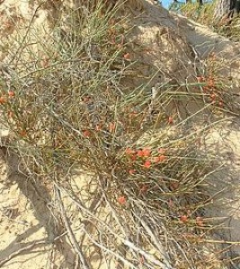 Ephedra distachya, cârcelul de nisip. Specie din arealul dunelor marine de la Agigea