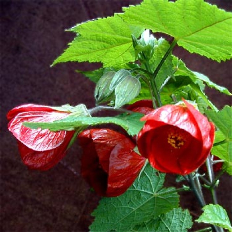 Plante de apartament: Abutilon - artarul de camera (video abutilon)