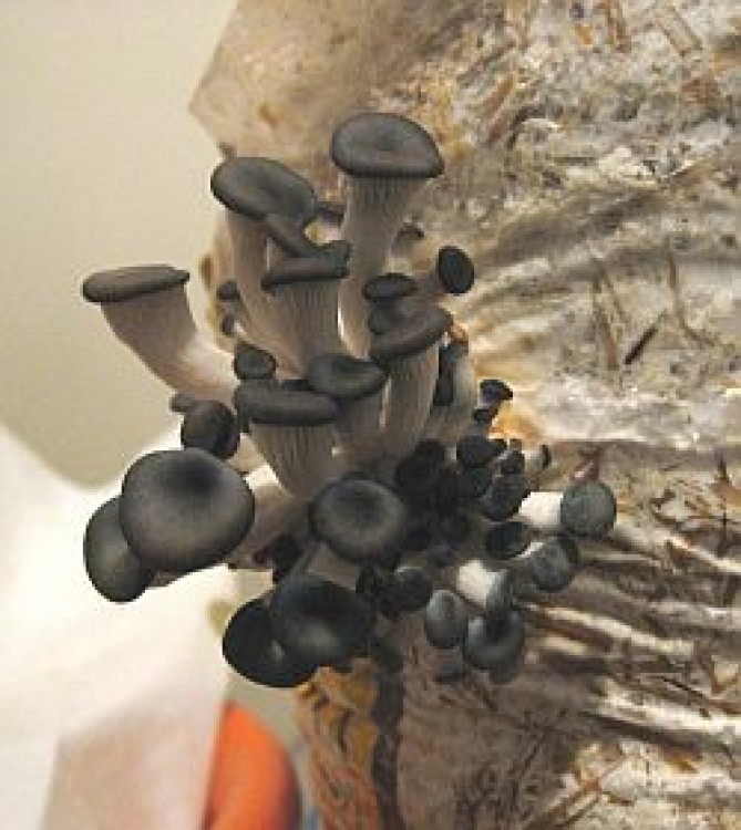 Castiga peste 30.000 euro/an din cultivarea ciupercilor Pleurotus
