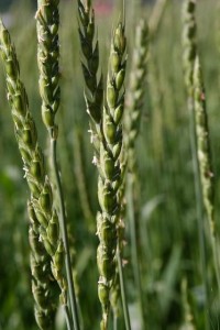 Graul Triticum spelta - grau cultivat din cele mai vechi timpuri, reinventat de agronomi