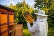 ACA: Ajutor de minimis de 15 euro pe familia de albine