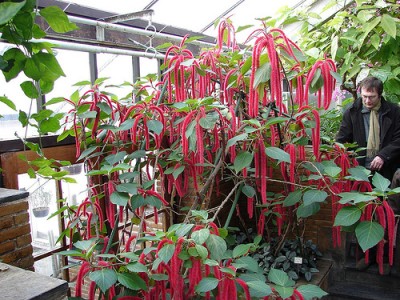 Plante de apartament: Acalypha - coada vulpii sau coada de pisica