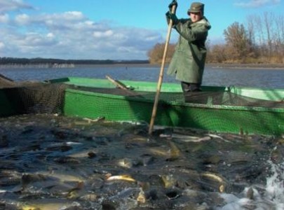 Fonduri pentru acvacultura, disponibile din 7 noiembrie