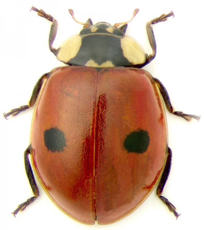 Să cunoaştem entomofauna utilă pentru agricultura ecologică: Adalia bipunctata