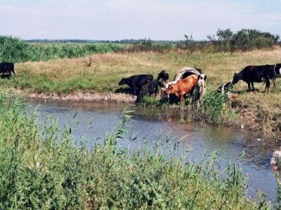 Ce recomanda medicii veterinari pentru protejarea animalelor de efectele caniculei