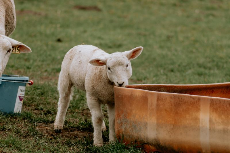 Masuri obligatorii pentru protectia animalelor in perioadele cu temperaturi extreme