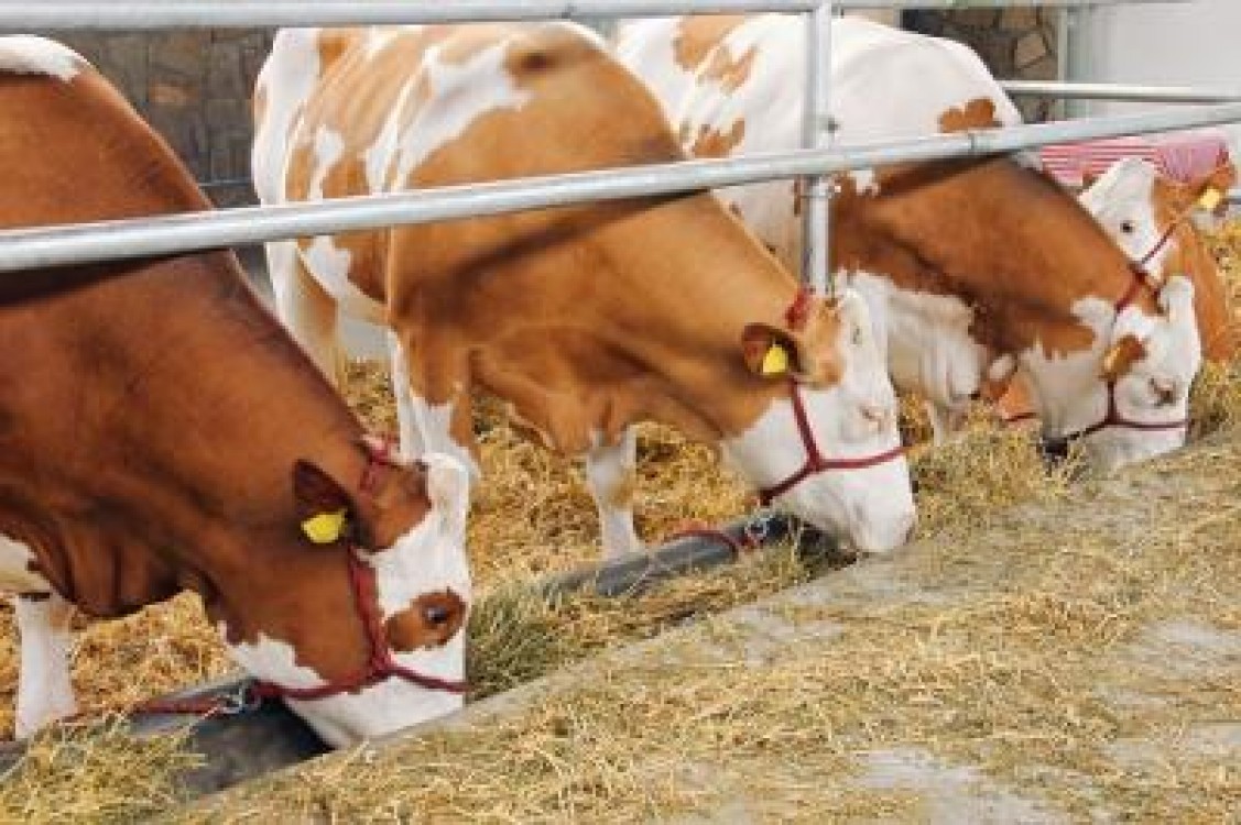 6 lucruri la care trebuie sa fii atent cand vrei sa ridici un adapost