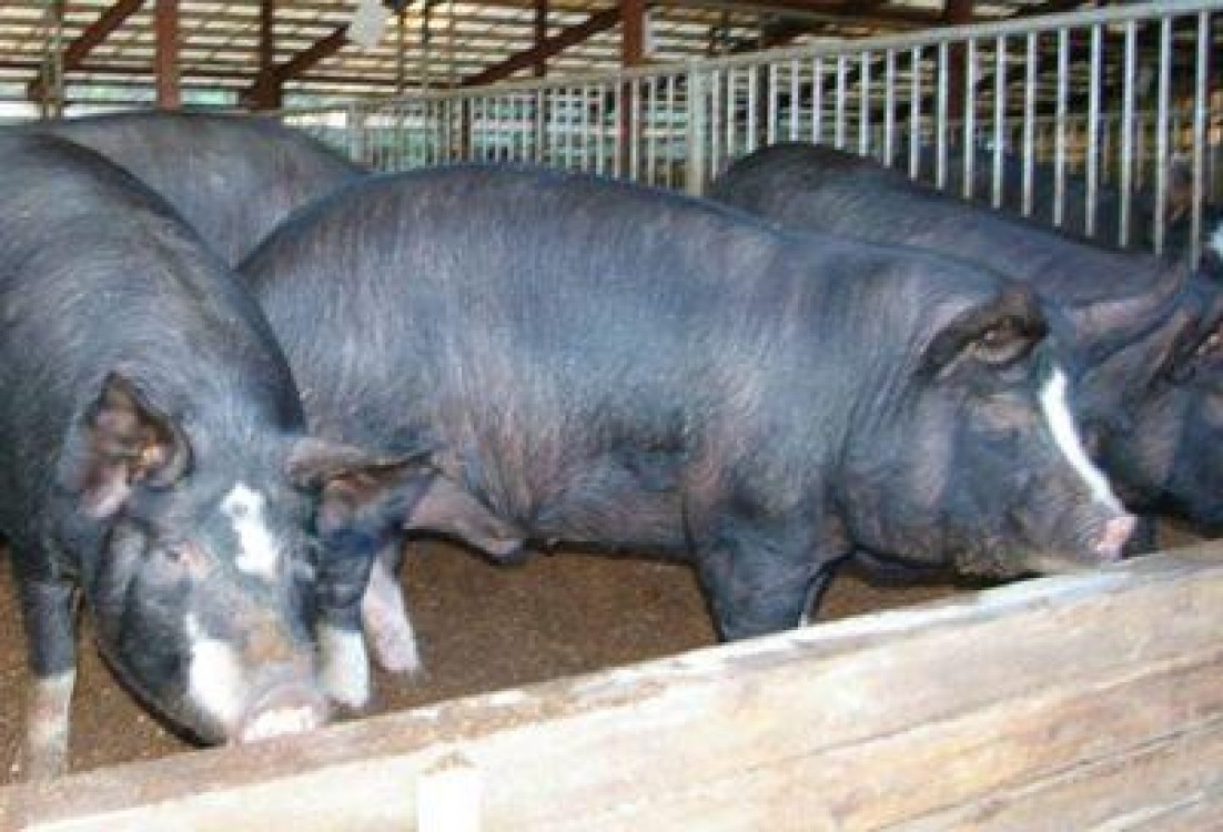 APIA emite adeverinte pentru crescatorii de porcine care doresc sa acceseze credite