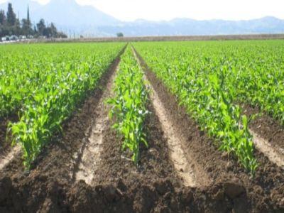 crestere-spectaculoasa-a-profiturilor-obtinute-in-agricultura