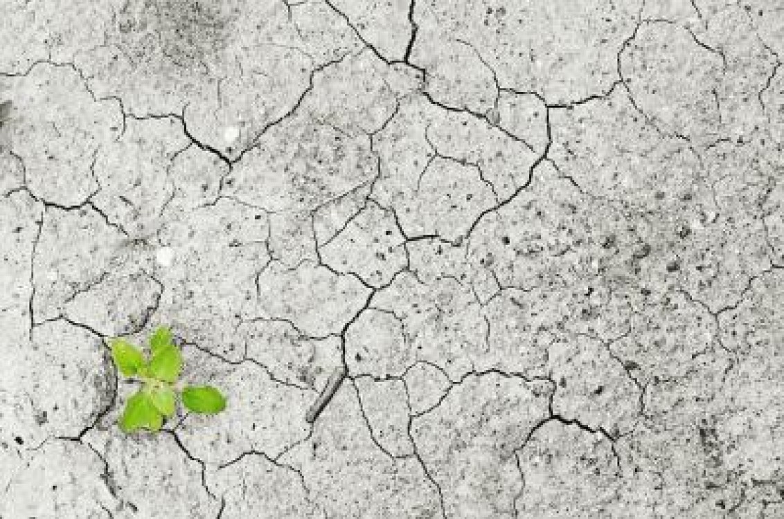 AFF: Suntem in pragul dezastrului agricol