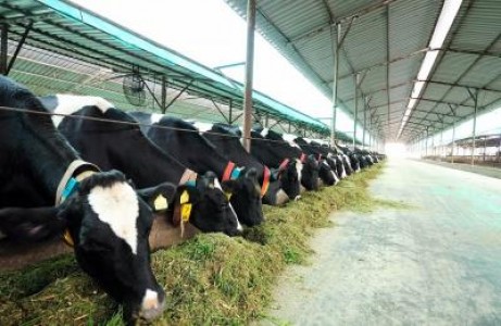 AFIR: Agrozootehnia, finantata generos prin PNDR 2020