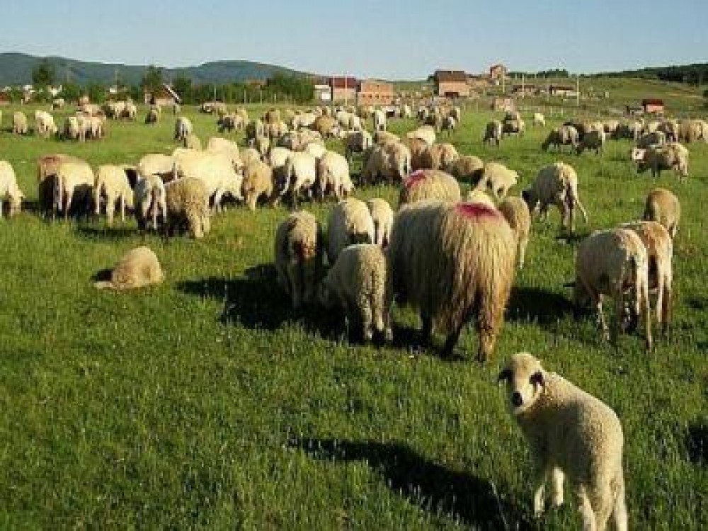 AFIR a epuizat fondurile alocate sectorului zootehnic