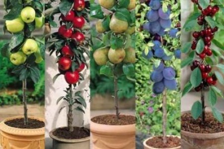 AFIR, 1,9 milioane de euro pentru producatorii din sectorul pomicol