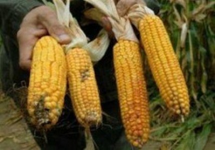 Porumb furajer contaminat cu aflatoxine, incarcat din Portul Constanta cu destinatia Olanda