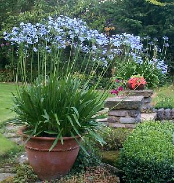 Plante de apartament: Agapanthus, crinul african