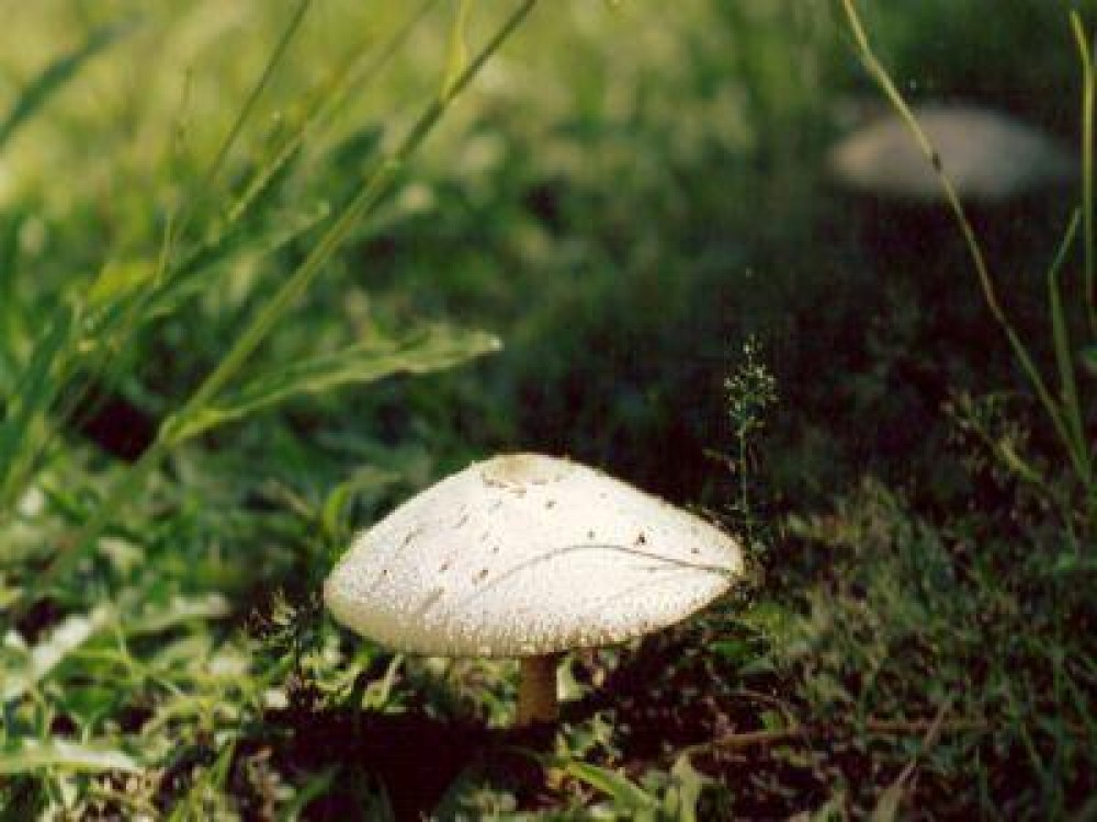 Cantitatea de aer sau ventilatia pentru ciupercile Agaricus bisporus