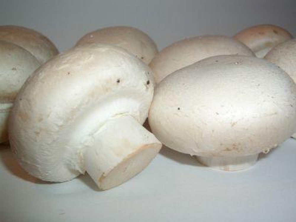 Diferite aspecte privind efectul ventilatiei asupra culturii de Agaricus bisporus