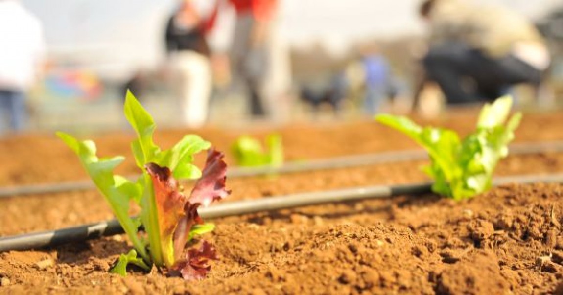 Facilitati fiscale pentru angajatii din agricultura si industria alimentara