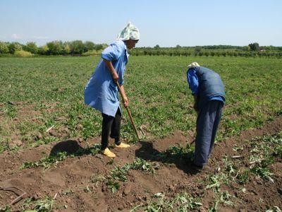 Criza de forta de munca ameninta serios sectorul agricol