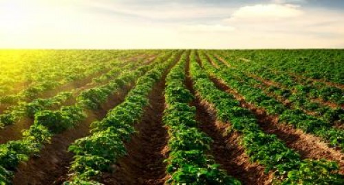 Fost eurodeputat: 9 motive pentru care sustinem agricultura bio