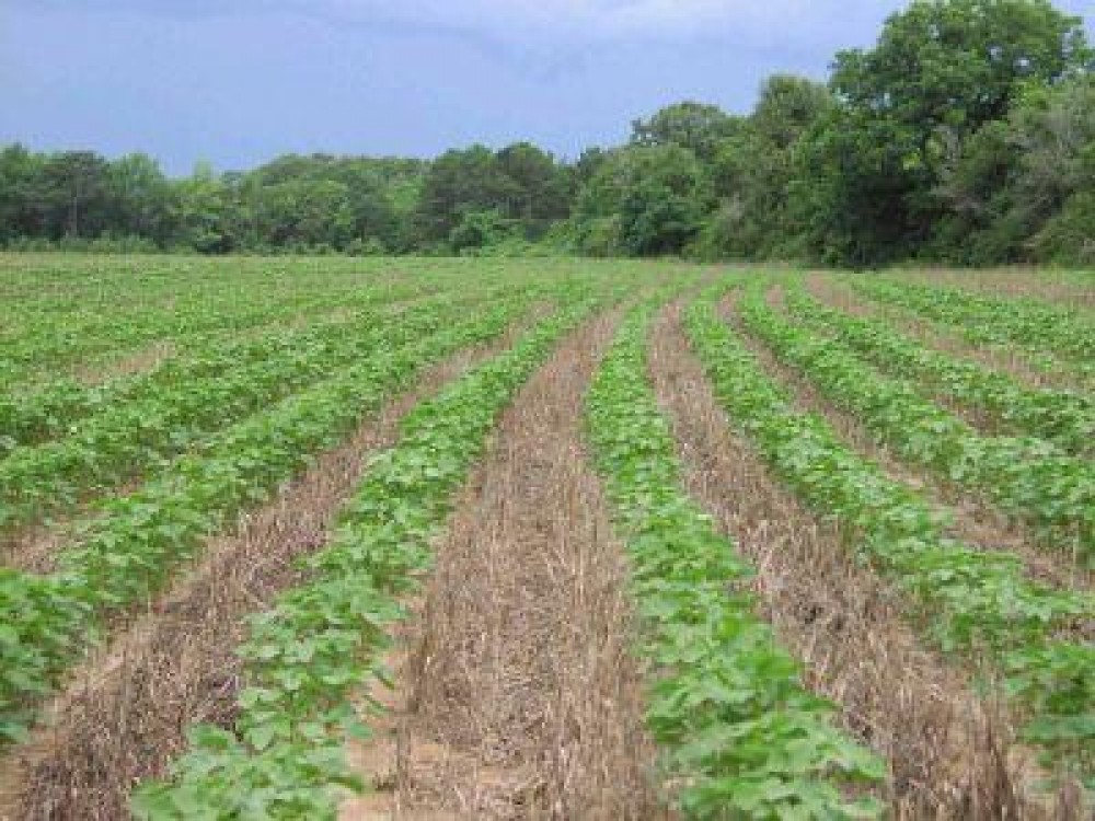 Simpozionul agriculturii conservative va avea loc la Cluj, pe 2 si 3 mai