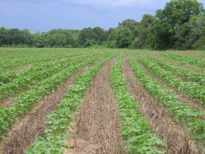 Simpozionul agriculturii conservative va avea loc la Cluj, pe 2 si 3 mai