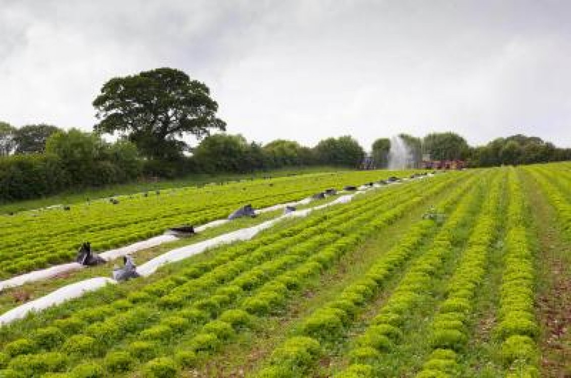 UE planuieste reducerea pesticidelor si extinderea agriculturii ecologice