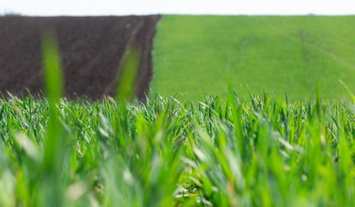 Cererile pentru subventii in agricultura ecologica se depun pana pe 25 octombrie