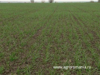 Situatia culturilor agricole la nivelul judetului Iasi, ianuarie 2013