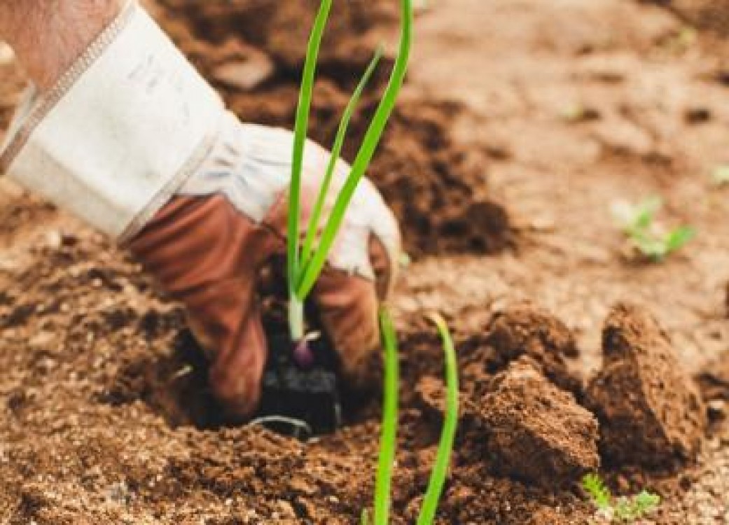 Agricultura din Romania, dependenta in curand de muncitori din Asia