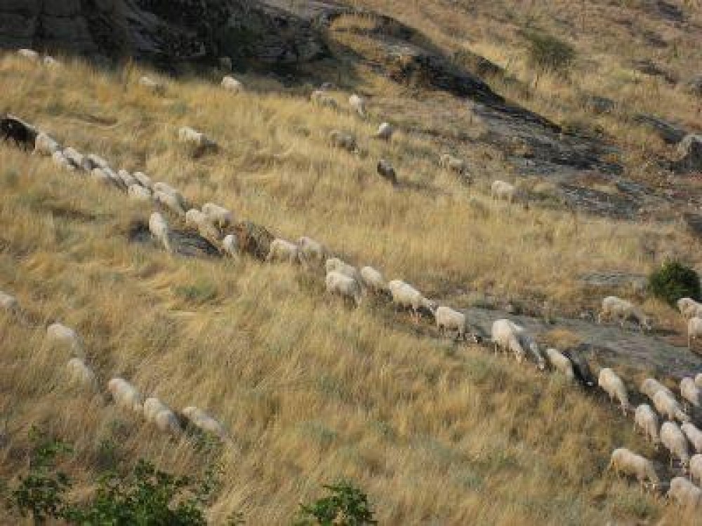 Fermele mici din zona montana si noua Politica Agricola Comuna