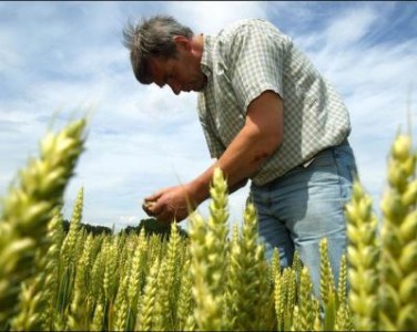 Agricultura a contribuit din plin anul trecut la mentinerea economiei pe plus