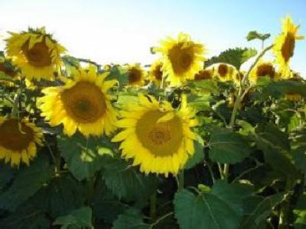 Constantin: ‚In acest an avem cam acelasi numar de operatori in agricultura ecologica ca si anul trecut’