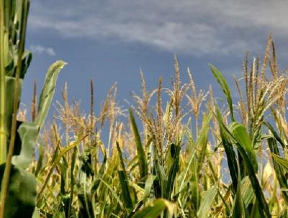 De la productie la agri-business: marea provocare a agriculturii romanesti in urmatoarea perioada