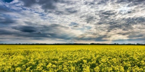 Prognoza agrometeorologica 3 - 9 Mai 2022. Vreme calda dar instabila