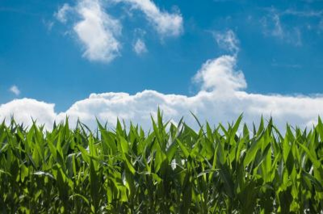 Saltul catre productivitate in agricultura