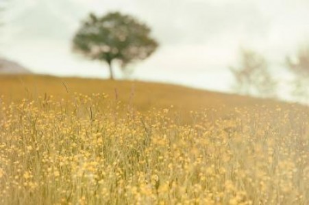 Prognoza agrometeorologica pentru perioada 27 iulie - 2 august 2021