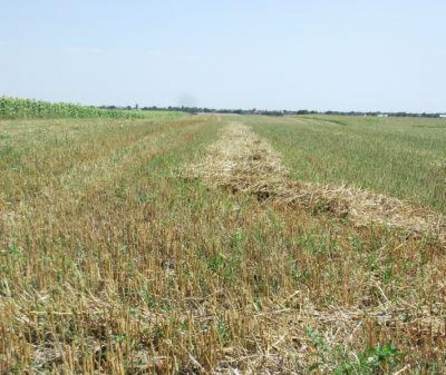 Prognoza agrometeorologica pentru perioada 3-9 august 2013