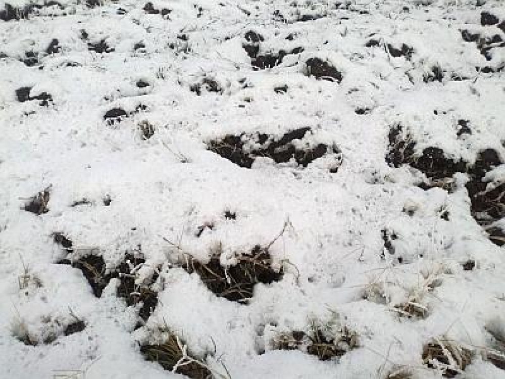 Prognoza agrometeorologica pentru perioada 01-04 ianuarie 2012