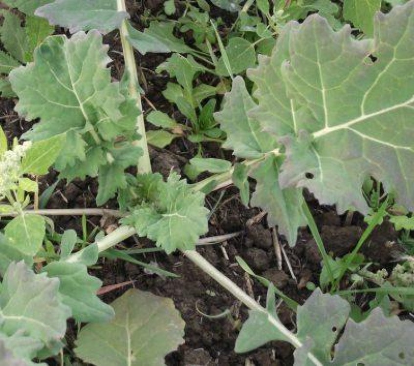 Prognoza agrometeorologica pentru perioada 16-22 martie 2013