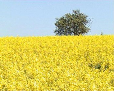 Prognoza agrometeorologica pentru perioada 27 aprilie - 3 mai 2013