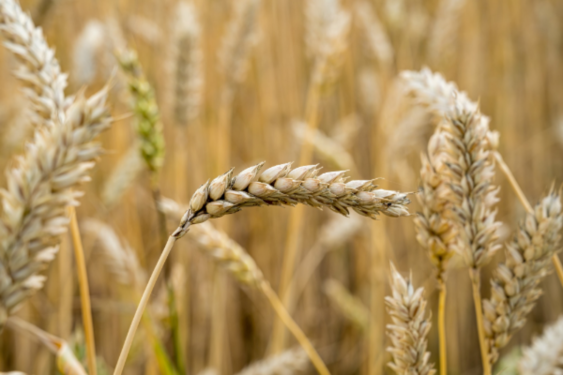 Prognoza agrometeorologica 1 - 7 noiembrie. Precipitatiile prognozate vor fi in general nesemnficative din punct de vedere agricol