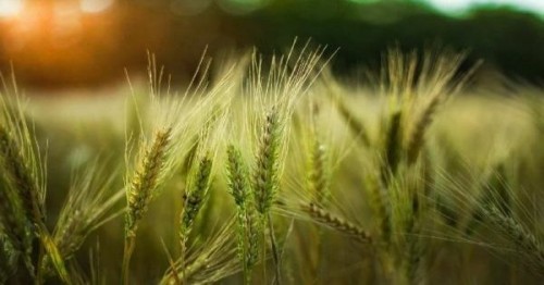 Prognoza agrometeorologica pentru perioada 31 martie - 06 aprilie 2022: vremea se raceste treptat