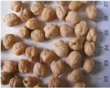 Tehnologia de productie la naut (Cicer arietinum)
