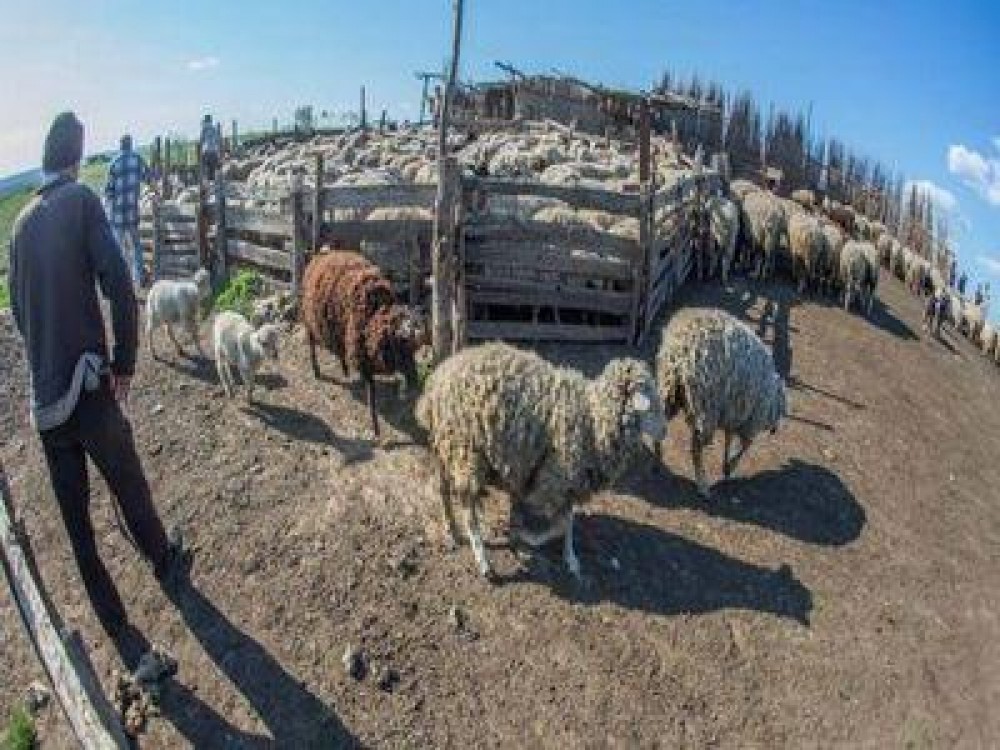 Fermierii afectati de animalele salbatice vor fi despagubiti integral din fonduri UE