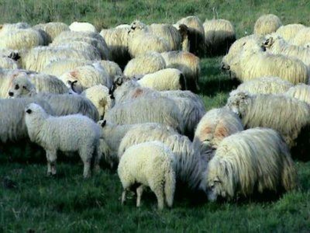 APIA a inceput plata ajutorului de stat in sectorul zootehnic