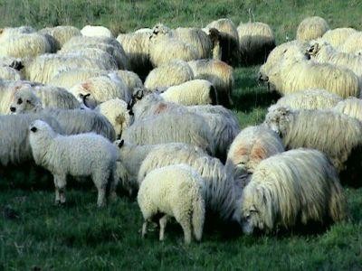 APIA a inceput plata ajutorului de stat in sectorul zootehnic