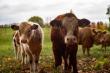 Cererile pentru ajutorul crescatorilor de bovine, acceptate de APIA